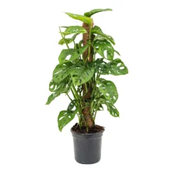 Monstera Adansonii - Philodendron Monkey Mask - Moss Pole -Outlet The Ever Sprout Store Monstera adansonii Philodendron Monkey Mask Moss Pole 16x60cm