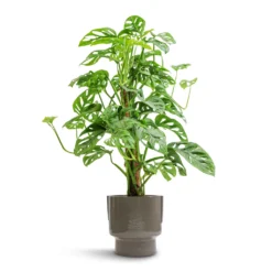 Aries Handles Plant Pot - Charcoal -Outlet The Ever Sprout Store Monstera adansonii Philodendron Monkey Mask Moss Pole 16x60cm Aries Handles Plant Pot Charcoal 19x20cm e5b3044e fe7b 42b2 be99 1af44f34a556