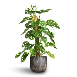 Monstera Adansonii - Philodendron Monkey Mask - Moss Pole -Outlet The Ever Sprout Store Monstera adansonii Philodendron Monkey Mask Moss Pole 16x60cm Feico Plant Pot Metal Black 21x17cm 1013875a f679 4546 9753 2a8530f63e71