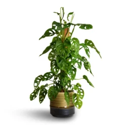Monstera Adansonii - Philodendron Monkey Mask - Moss Pole -Outlet The Ever Sprout Store Monstera adansonii Philodendron Monkey Mask Moss Pole 16x60cm Marlijn Plant Pot Thyme 19x18cm 2 81663c24 fa09 46fa bbca ad1698c2ac8d