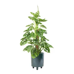 Pisa Plant Pot - Emerald 12 Pisa Plant Pot - Emerald -Outlet The Ever Sprout Store Monstera adansonii Philodendron Monkey Mask Moss Pole 16x60cm Pisa Plant Pot Emerald 20x24cm