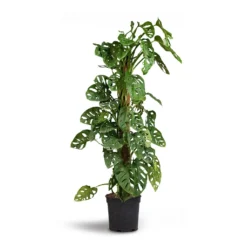 Monstera Adansonii - Philodendron Monkey Mask - Moss Pole -Outlet The Ever Sprout Store Monstera adansonii Philodendron Monkey Mask Moss Pole 21x80cm