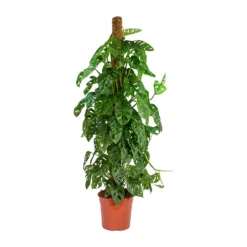 Monstera Adansonii - Philodendron Monkey Mask - Moss Pole -Outlet The Ever Sprout Store Monstera adansonii Philodendron Monkey Mask Moss Pole Large