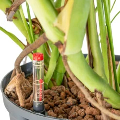 Monstera Deliciosa - HydroCare -Outlet The Ever Sprout Store Monstera deliciosa HydroCare 25 19x70cm dd65e43d 8fdb 4fd2 9fc3 90b638166c1d