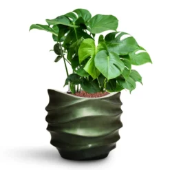 Gradient Lee Couple Planter - Matt Forest -Outlet The Ever Sprout Store Monstera deliciosa HydroCare Gradient Lee Couple Planter Matt Forest d3509c7c bd76 4c29 903f 43f1836bf21f