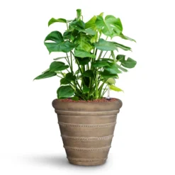 Monstera Deliciosa - HydroCare -Outlet The Ever Sprout Store Monstera deliciosa HydroCare Treasure Selena Planter Chalk Beige