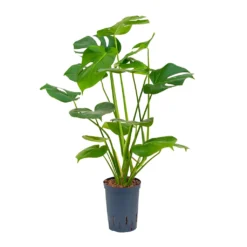Monstera Deliciosa - HydroCare -Outlet The Ever Sprout Store Monstera deliciosa Hydroculture 15 19x55cm