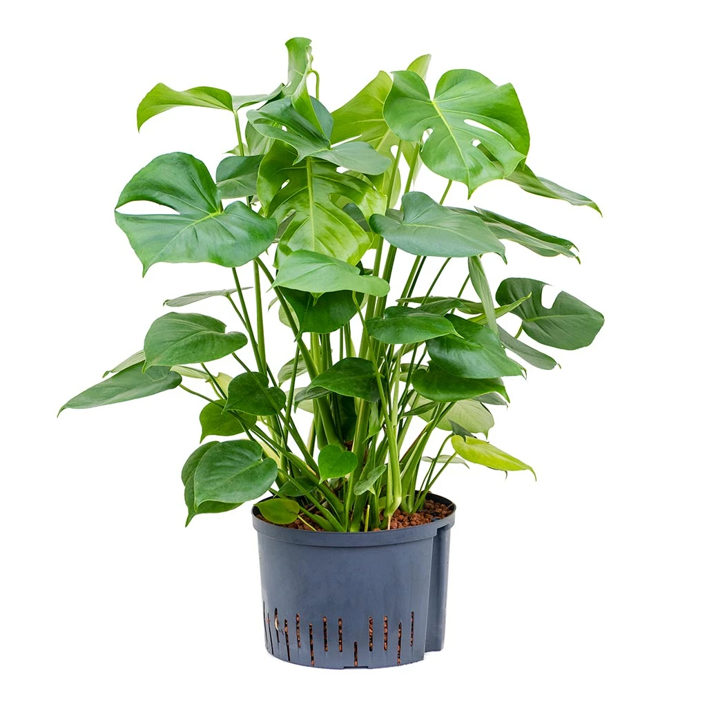 Monstera Deliciosa - HydroCare 15 Monstera Deliciosa - HydroCare - Image 15