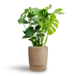 Monstera Deliciosa - HydroCare -Outlet The Ever Sprout Store Monstera deliciosa Hydroculture Chao Plant Pot Concrete