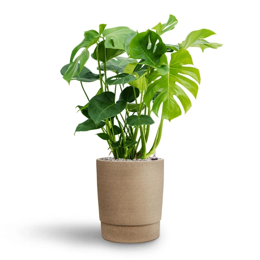 Monstera Deliciosa - HydroCare 7 Monstera Deliciosa - HydroCare - Image 7