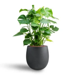Monstera Deliciosa - HydroCare -Outlet The Ever Sprout Store Monstera deliciosa Hydroculture Grigio Balloon Plant Pot Anthracite Concrete 2