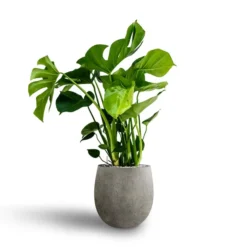 Monstera Deliciosa - HydroCare -Outlet The Ever Sprout Store Monstera deliciosa Hydroculture Grigio Balloon Plant Pot Natural Concrete