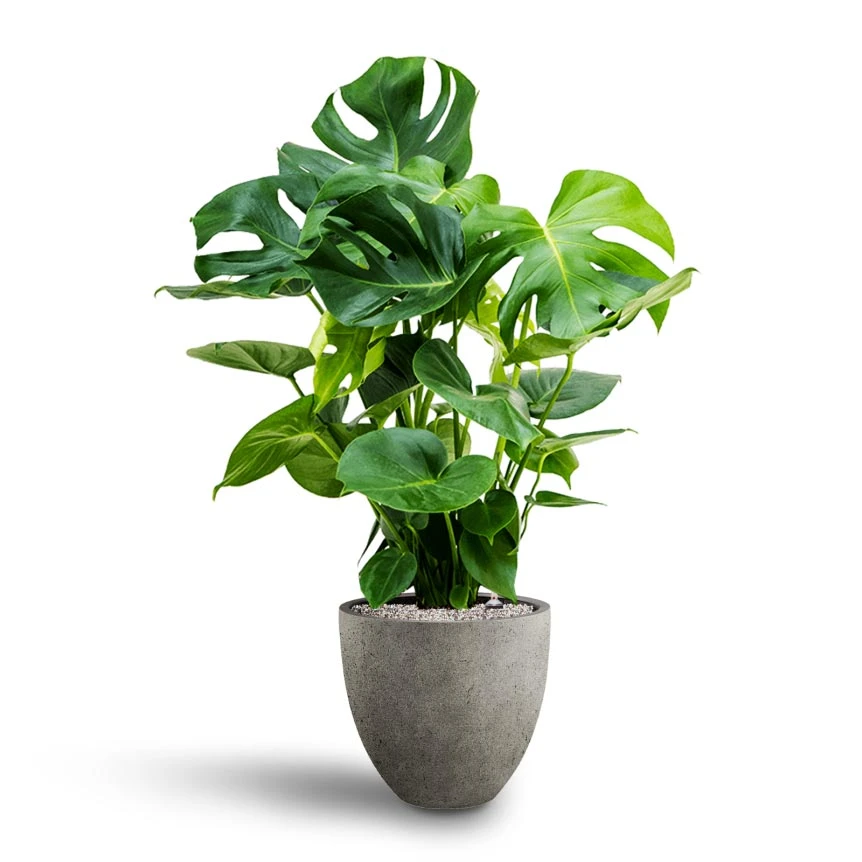 Monstera Deliciosa - HydroCare 20 Monstera Deliciosa - HydroCare - Image 20