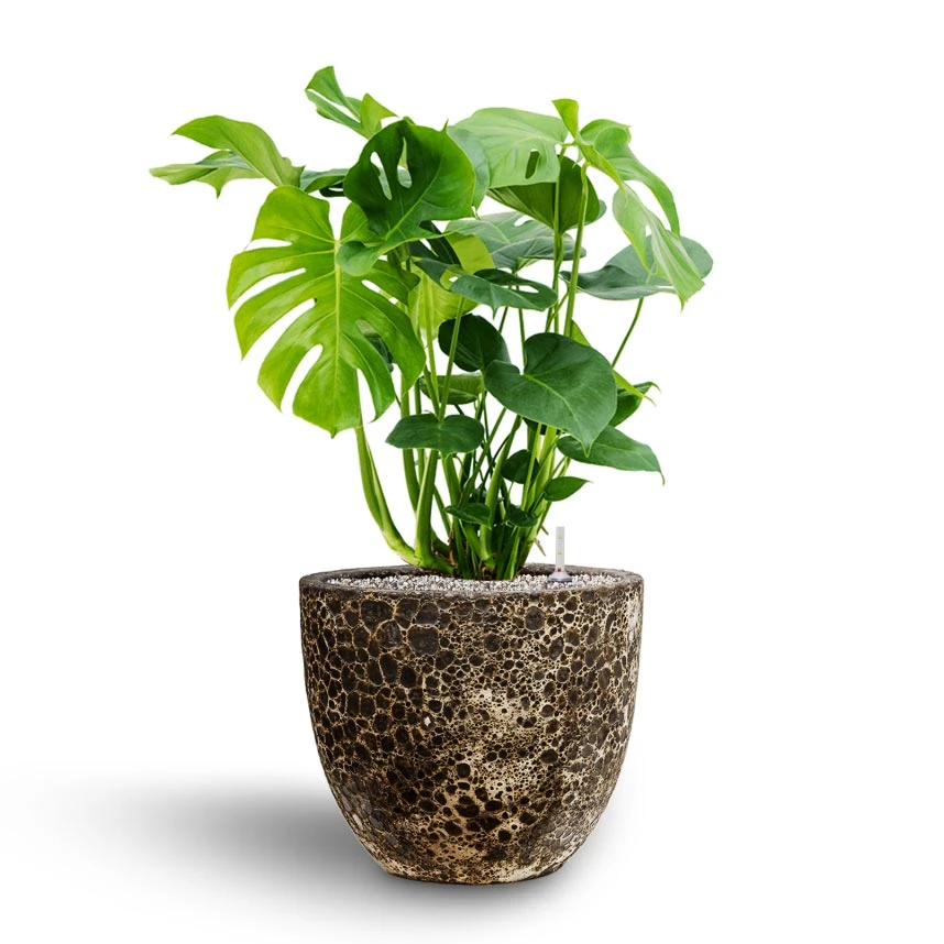 Monstera Deliciosa - HydroCare 9 Monstera Deliciosa - HydroCare - Image 9