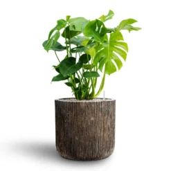 Monstera Deliciosa - HydroCare -Outlet The Ever Sprout Store Monstera deliciosa Hydroculture Luxe Lite Waterfall Cylinder Planter Bronze