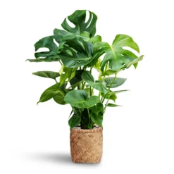 Monstera Deliciosa - HydroCare -Outlet The Ever Sprout Store Monstera deliciosa Hydroculture Zayn Bamboo Planter