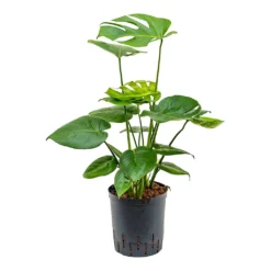 Monstera Deliciosa - HydroCare -Outlet The Ever Sprout Store Monstera deliciosa Indoor Plant Hydroculture 18 19x70cm