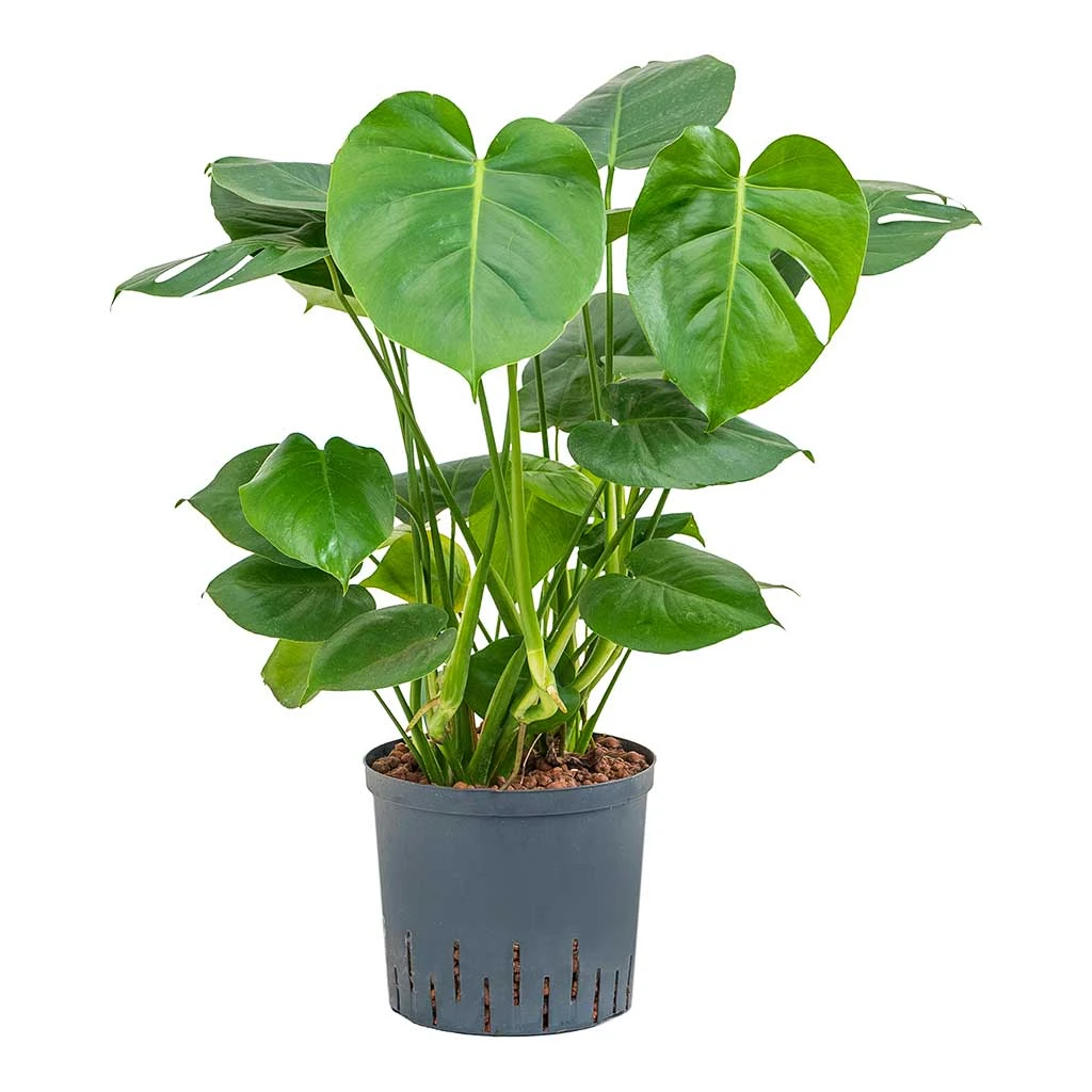 Monstera Deliciosa - HydroCare 5 Monstera Deliciosa - HydroCare - Image 5