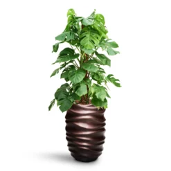 Gradient Lee Partner Planter - Matt Coffee 10 Gradient Lee Partner Planter - Matt Coffee -Outlet The Ever Sprout Store Monstera deliciosa Moss Pole HydroCare Gradient Lee Partner Planter Matt Coffee 5606cfb2 d1e1 4b7a 8b46 d21c2c65acb4
