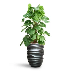 Monstera Deliciosa - Moss Pole - HydroCare -Outlet The Ever Sprout Store Monstera deliciosa Moss Pole HydroCare Gradient Lee Partner Planter Matt Grey