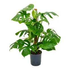 Monstera Deliciosa - Moss Pole - HydroCare -Outlet The Ever Sprout Store Monstera deliciosa Moss Pole Indoor Plant Hydroculture 18 19x90cm