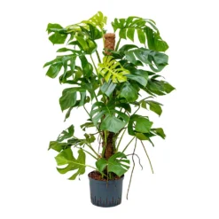Monstera Deliciosa - Moss Pole - HydroCare -Outlet The Ever Sprout Store Monstera deliciosa Moss Pole Indoor Plant Hydroculture 25 19x130cm