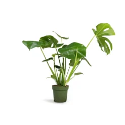 Monstera Deliciosa - Swiss Cheese Plant -Outlet The Ever Sprout Store Monstera deliciosa Swiss Cheese Plant 17x60cm