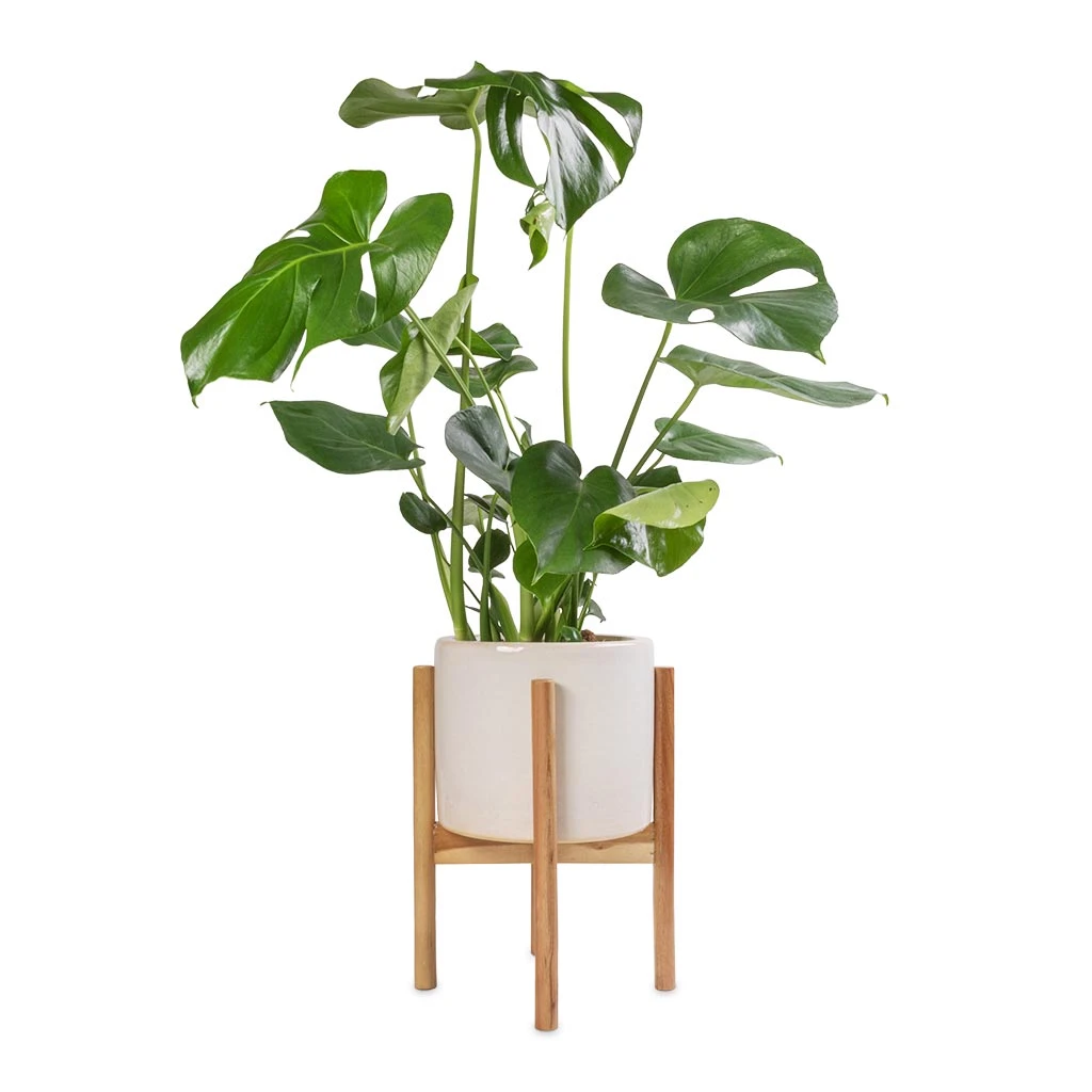 Anzio Plant Pot With Wooden Stand - Stone White 2 Anzio Plant Pot With Wooden Stand - Stone White - Image 2
