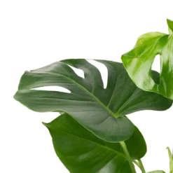 Monstera Deliciosa - Swiss Cheese Plant -Outlet The Ever Sprout Store Monstera deliciosa Swiss Cheese Plant 17x65cm 2