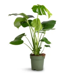 Monstera Deliciosa - Swiss Cheese Plant -Outlet The Ever Sprout Store Monstera deliciosa Swiss Cheese Plant 17x65cm