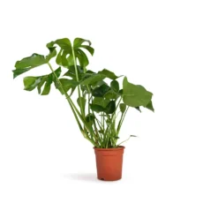 Monstera Deliciosa - Swiss Cheese Plant -Outlet The Ever Sprout Store Monstera deliciosa Swiss Cheese Plant 21x70cm