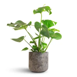 Monstera Deliciosa - Swiss Cheese Plant -Outlet The Ever Sprout Store Monstera deliciosa Swiss Cheese Plant 21x70cm Saar Plant Pot Earth Cement 26x25cm
