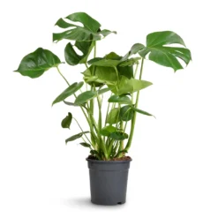 Monstera Deliciosa - Swiss Cheese Plant -Outlet The Ever Sprout Store Monstera deliciosa Swiss Cheese Plant 21x80cm 2