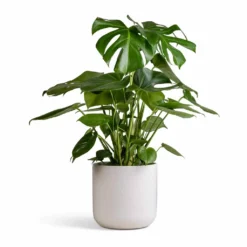 Monstera Deliciosa - Swiss Cheese Plant -Outlet The Ever Sprout Store Monstera deliciosa Swiss Cheese Plant 21x80cm Lisbon Plant Pot White 24x24cm 003985f8 7835 44e5 8d30 2cf17d2facce