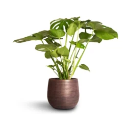Monstera Deliciosa - Swiss Cheese Plant -Outlet The Ever Sprout Store Monstera deliciosa Swiss Cheese Plant 21x80cm Lydia Plant Pot Shiny Purple 26x26cm 30aae58f 4d6d 45e9 a0b4 108d0bd2cca8