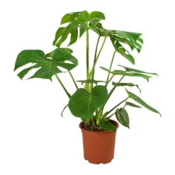 Monstera Deliciosa - Swiss Cheese Plant -Outlet The Ever Sprout Store Monstera deliciosa Swiss Cheese Plant
