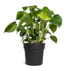 Monstera Deliciosa - Swiss Cheese Plant -Outlet The Ever Sprout Store Monstera deliciosa Swiss Cheese Plant 30cm