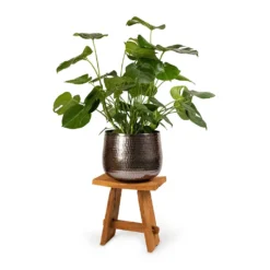 Monstera Deliciosa - Swiss Cheese Plant -Outlet The Ever Sprout Store Monstera deliciosa Swiss Cheese Plant 30x80cm Jenna Metal Plant Pots Set3 Lead 9154eb5d d5a4 43f1 a3a5 6238707d9c6d