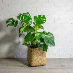 Monstera Deliciosa - Swiss Cheese Plant -Outlet The Ever Sprout Store Monstera deliciosa Swiss Cheese Plant Kobe Bamboo Planter