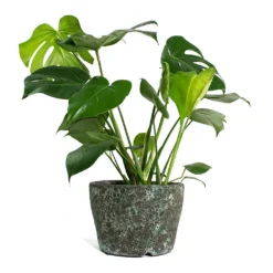 Monstera Deliciosa - Swiss Cheese Plant -Outlet The Ever Sprout Store Monstera deliciosa Swiss Cheese Plant Lava Couple Straight Relic Planter Jade e10d5cdf 9ed7 4c96 9da4 a09fccb68194