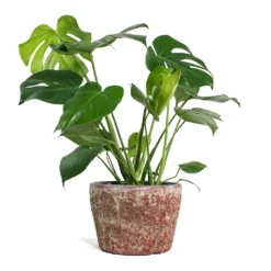 Monstera Deliciosa - Swiss Cheese Plant -Outlet The Ever Sprout Store Monstera deliciosa Swiss Cheese Plant Lava Couple Straight Relic Planter Pink 1c570f30 76d0 4e5f 8efc e6db177ddf6c