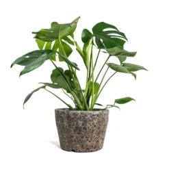 Monstera Deliciosa - Swiss Cheese Plant -Outlet The Ever Sprout Store Monstera deliciosa Swiss Cheese Plant Lava Couple Straight Relic Planter Rust d7609045 b386 403e 94f9 c4b9991748d3