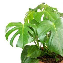 Monstera Deliciosa - Swiss Cheese Plant -Outlet The Ever Sprout Store Monstera deliciosa Swiss Cheese Plant Leaves