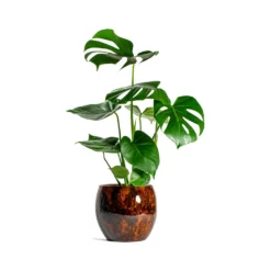 Monstera Deliciosa - Swiss Cheese Plant -Outlet The Ever Sprout Store Monstera deliciosa Swiss Cheese Plant kae cayenne plant pot