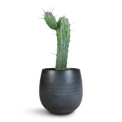 Myrtillocactus Geometrizans - Blue Myrtle Cactus 13 Myrtillocactus Geometrizans - Blue Myrtle Cactus -Outlet The Ever Sprout Store Myrtillocactus Geometrizans Blue Myrtle Cactus Esra Plant Pot Graphite 22x20cm