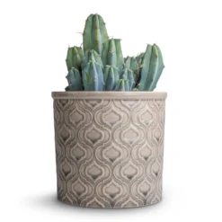 Myrtillocactus Geometrizans - Blue Myrtle Cactus 16 Myrtillocactus Geometrizans - Blue Myrtle Cactus -Outlet The Ever Sprout Store Myrtillocactus geometrizans Blue Myrtle Cactus 12x20cm Venetian Plant Pot Grey 16x14cm