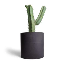 Myrtillocactus Geometrizans - Blue Myrtle Cactus 14 Myrtillocactus Geometrizans - Blue Myrtle Cactus -Outlet The Ever Sprout Store Myrtillocactus geometrizans Blue Myrtle Cactus 17x50cm Puk Plant Pot Black Washed 25x25cm