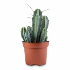 Myrtillocactus Geometrizans - Blue Myrtle Cactus 18 Myrtillocactus Geometrizans - Blue Myrtle Cactus -Outlet The Ever Sprout Store Myrtillocactus geometrizans Blue Myrtle Cactus