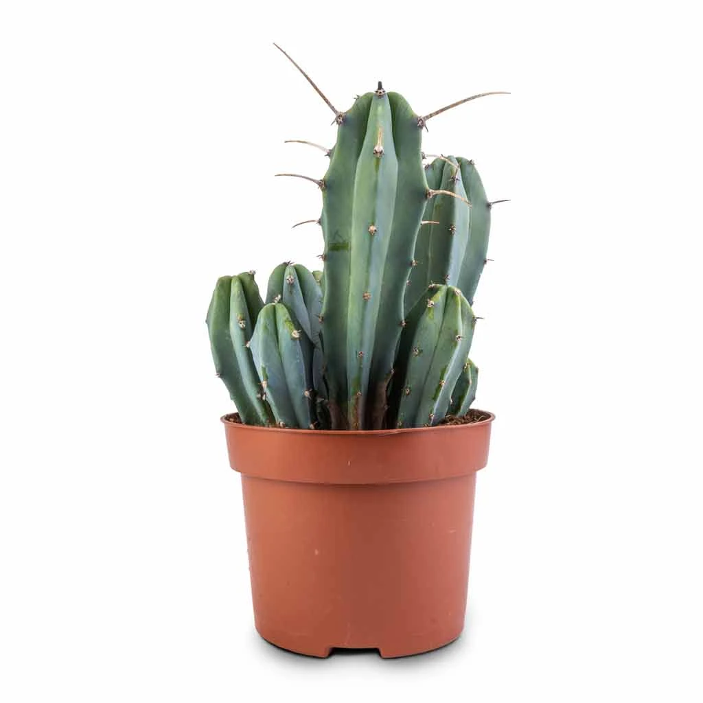 Myrtillocactus Geometrizans - Blue Myrtle Cactus 9 Myrtillocactus Geometrizans - Blue Myrtle Cactus - Image 9