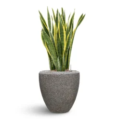 Naturescast Couple Planter - Grey -Outlet The Ever Sprout Store Naturescast Couple Planter Grey Sanseveria